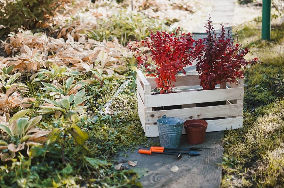 How To Move Plants From The Garden.